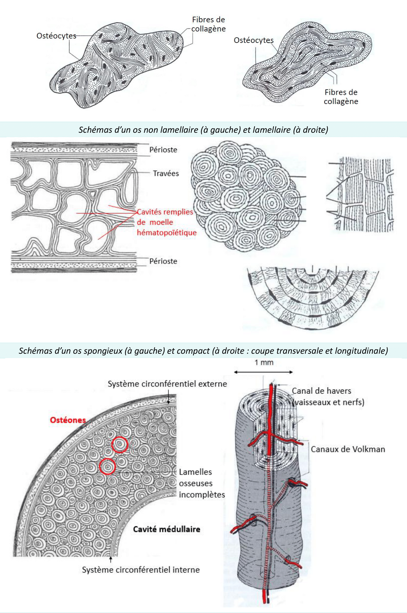 Os lamellaire et non lamellaire, spongieux et compact avec leurs systèmes de Havers