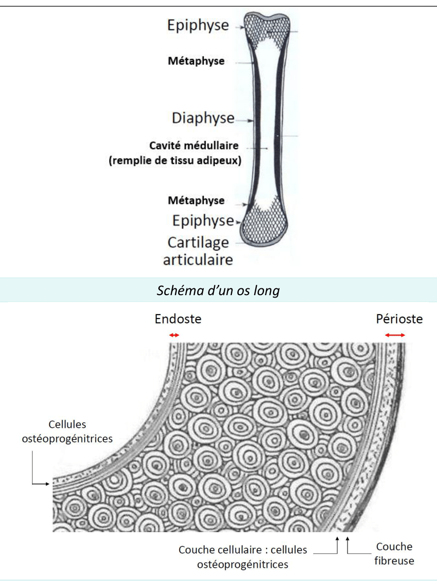 Régions d'un os long : épiphyse, métaphyse, diaphyse, cavité médullaire et périoste