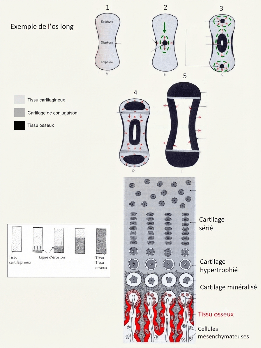 Ossification endochondrale d'un os long remplaçant progressivement le cartilage par de l'os
