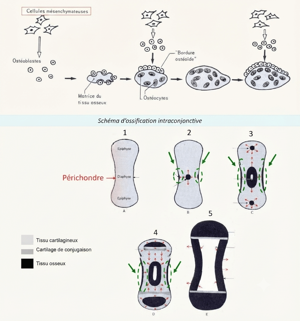 Étapes de l'ossification intraconjonctive, des cellules mésenchymateuses à la matrice osseuse