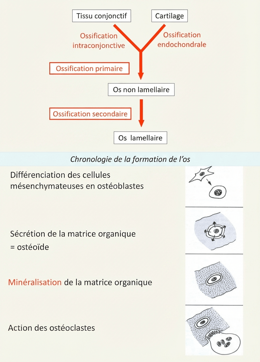 Types d'ossification, intraconjonctive et endochondrale, et chronologie de la formation osseuse