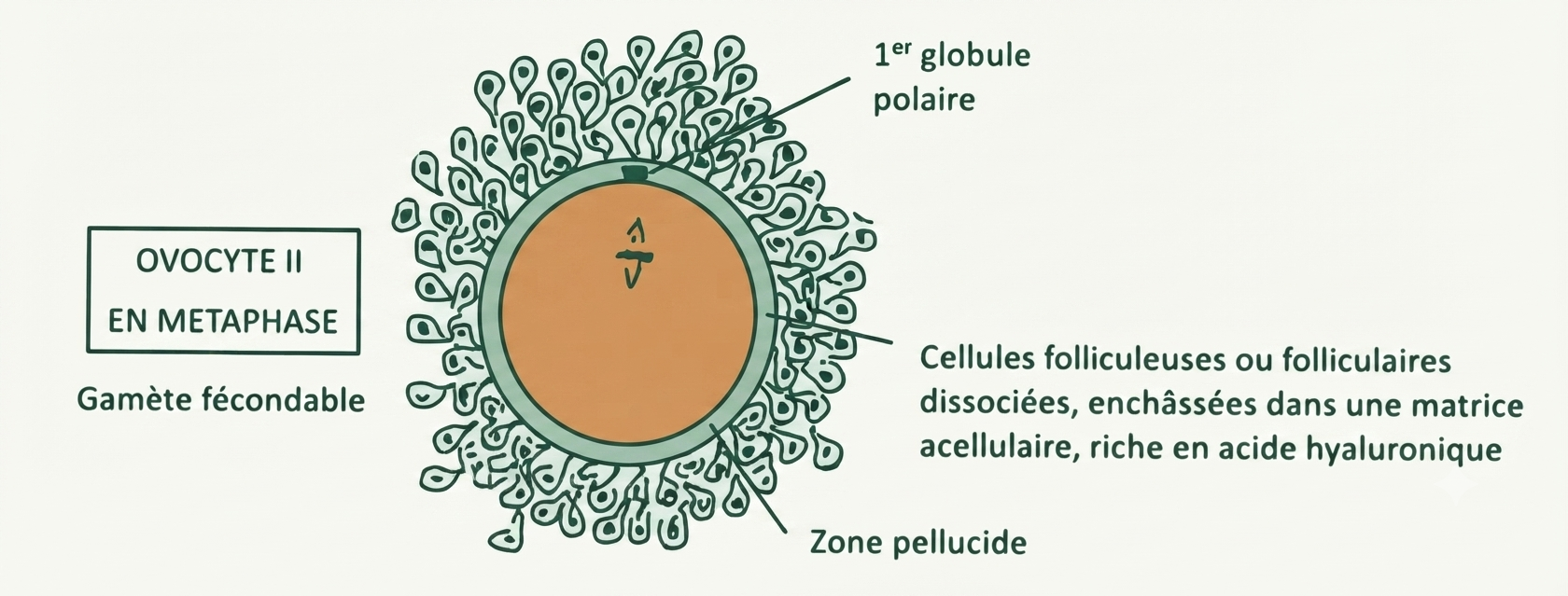 Ovocyte II en métaphase II entouré de son cumulus, gamète fécondable