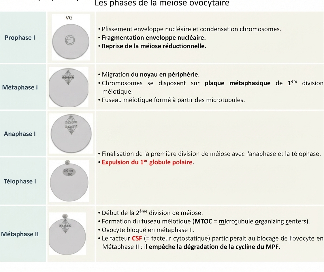 Les phases de la méiose ovocytaire, de la prophase I à la métaphase II
