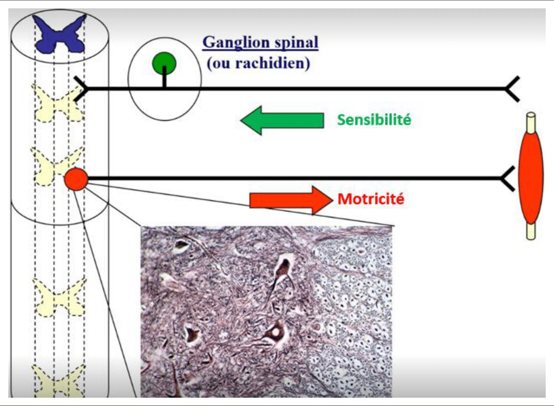 Arc réflexe médullaire reliant une voie sensitive à une voie motrice via le ganglion spinal