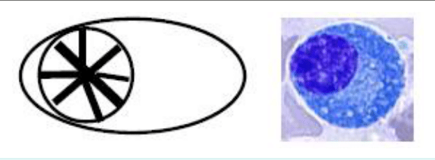 Lymphocyte au rapport nucléo-cytoplasmique élevé, en schéma et photographie