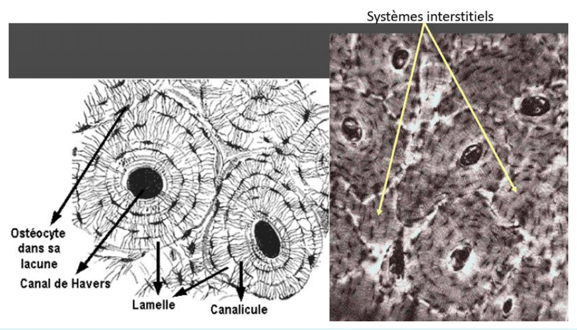 Ostéone avec son canal de Havers, ses lamelles concentriques et ses ostéocytes