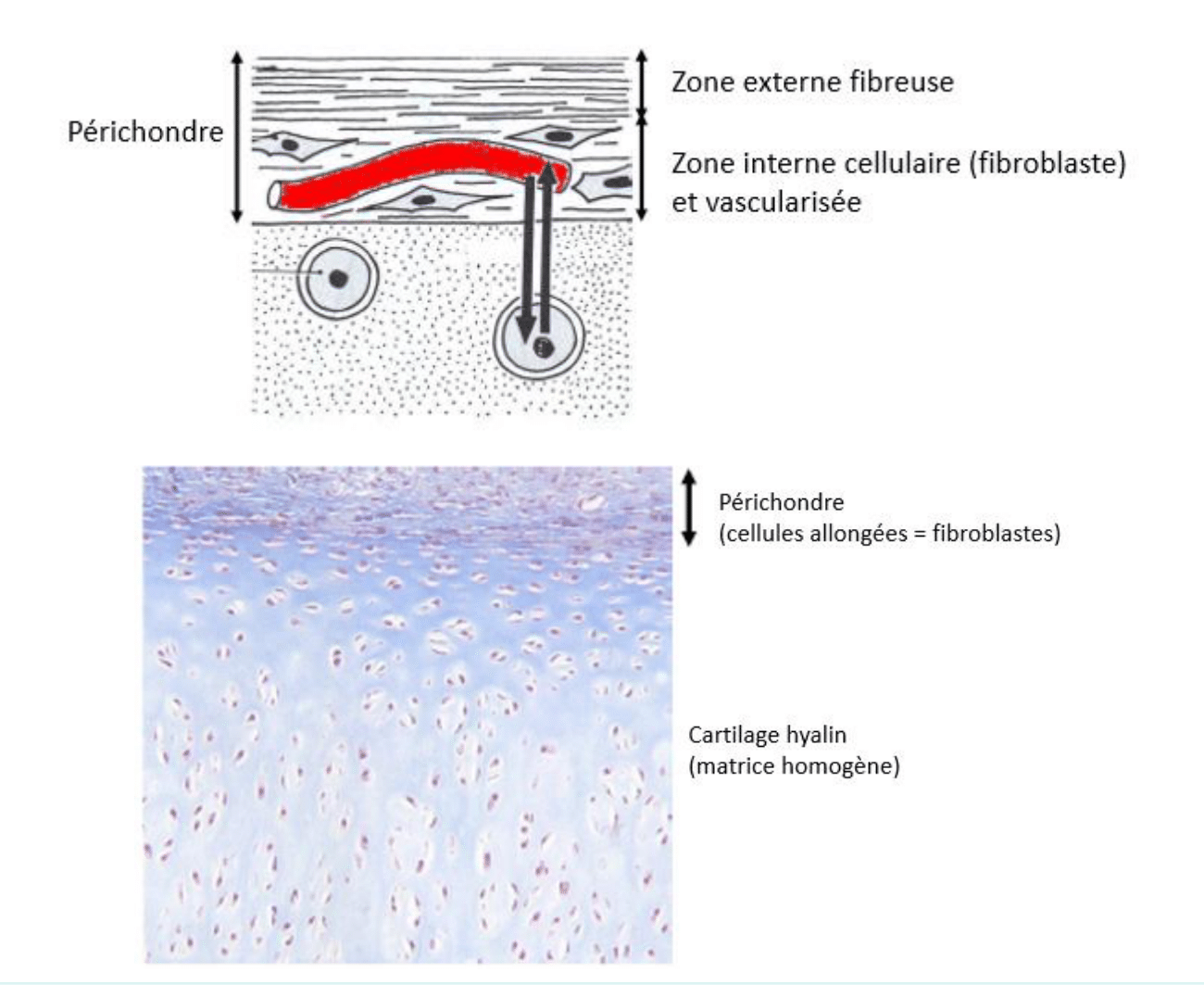 Périchondre et cartilage hyalin sous-jacent, en schéma et photographie