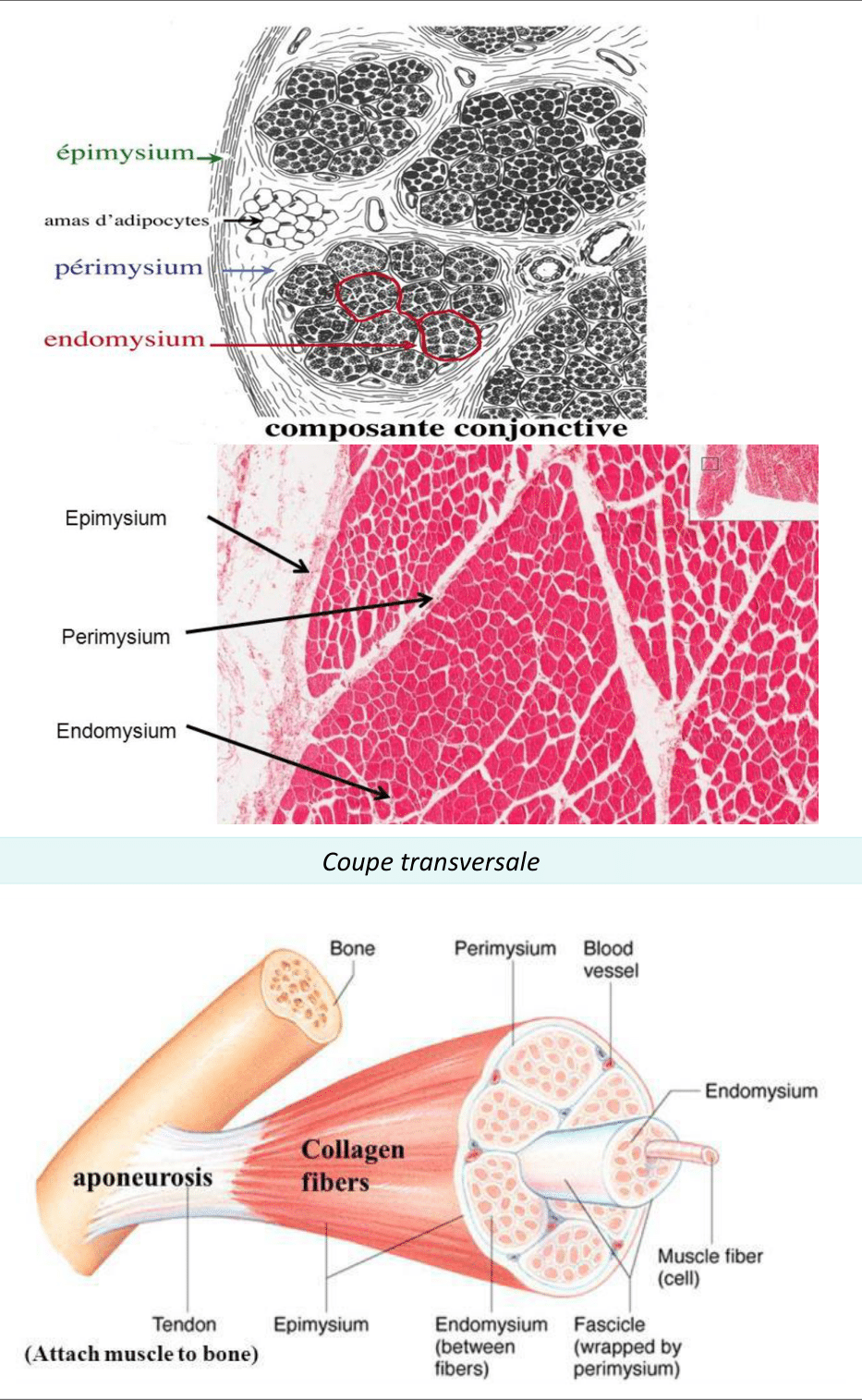 Enveloppes conjonctives du muscle : épimysium, périmysium et endomysium