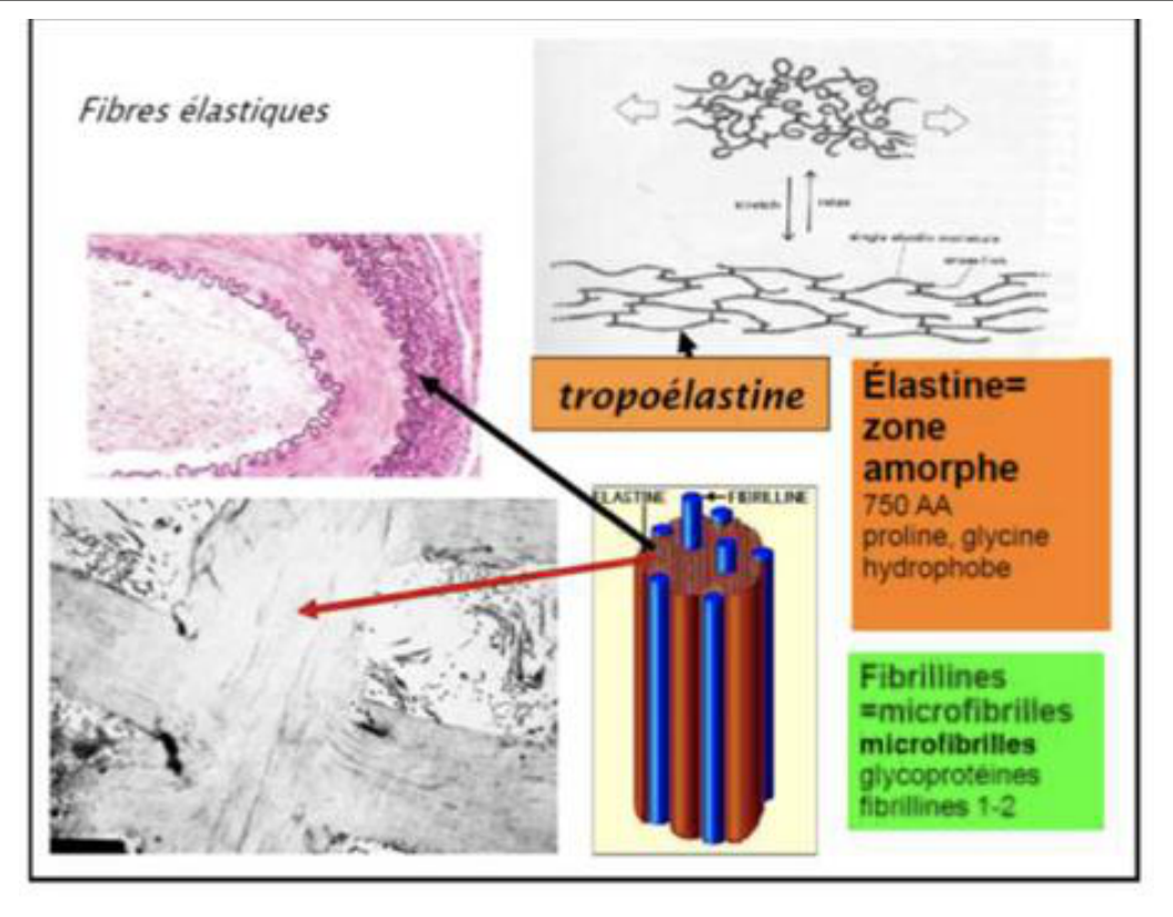 Fibres élastiques : organisation de l'élastine et des microfibrilles de fibrilline