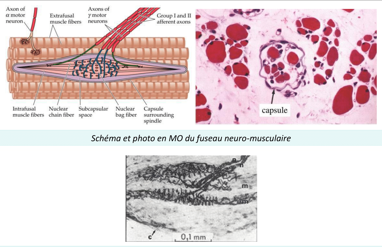 Fuseau neuromusculaire et ses fibres intrafusales, en schéma et photographies