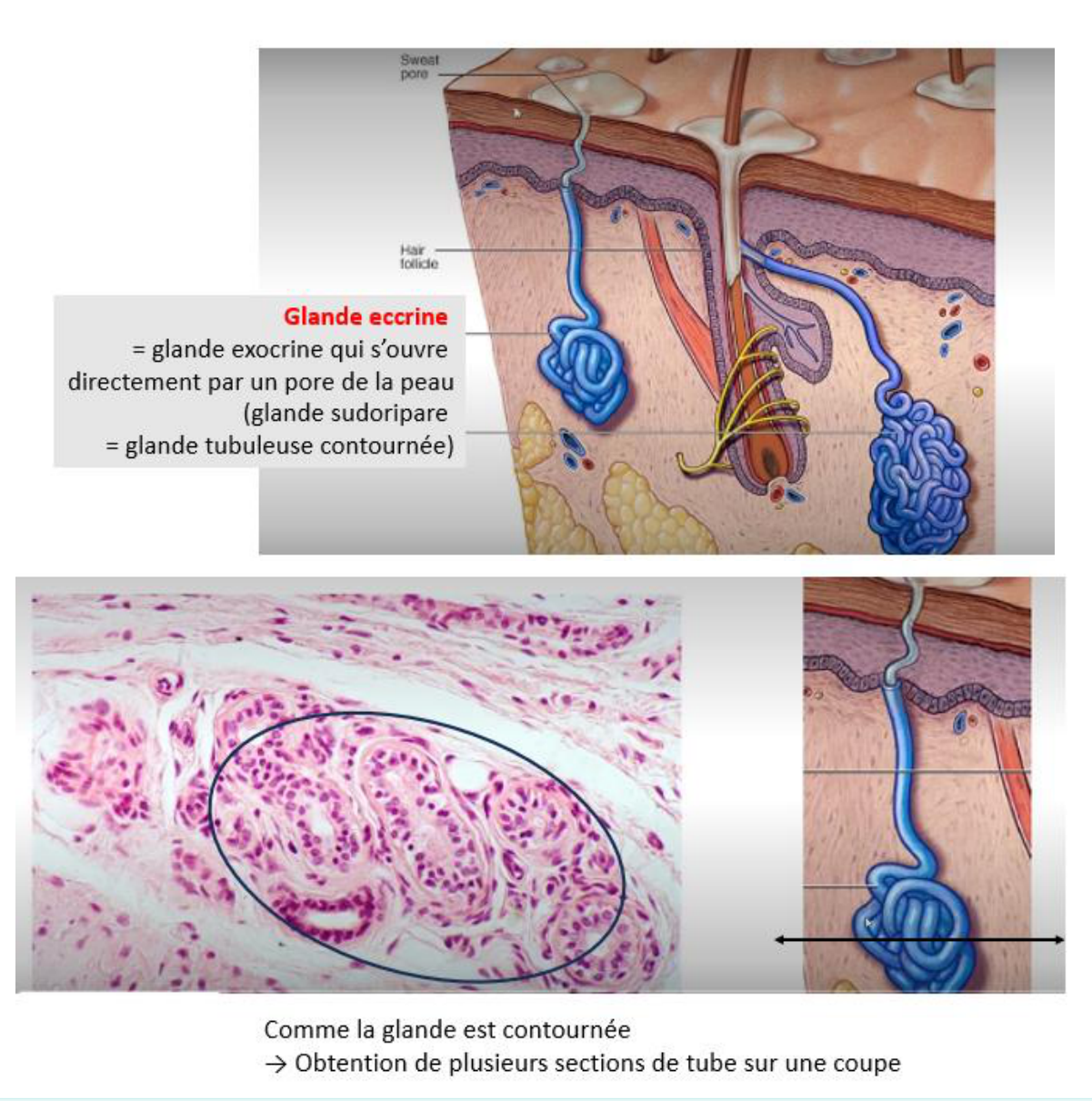 Glande sudoripare eccrine, tubuleuse contournée, en schéma et en coupe histologique
