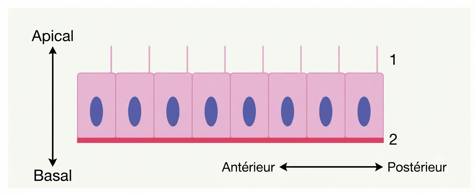 Schéma de la polarité d'une cellule épithéliale entre pôle apical et pôle basal