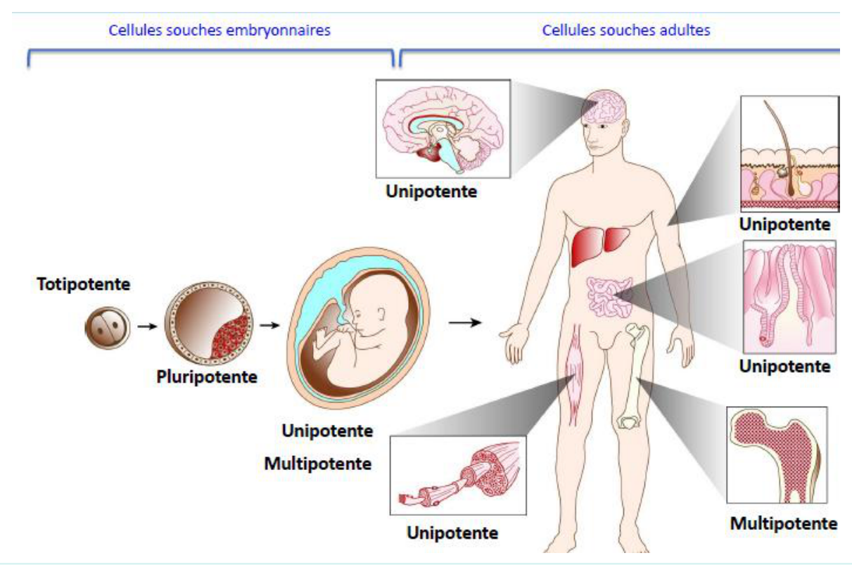 Types de cellules souches et potentialités