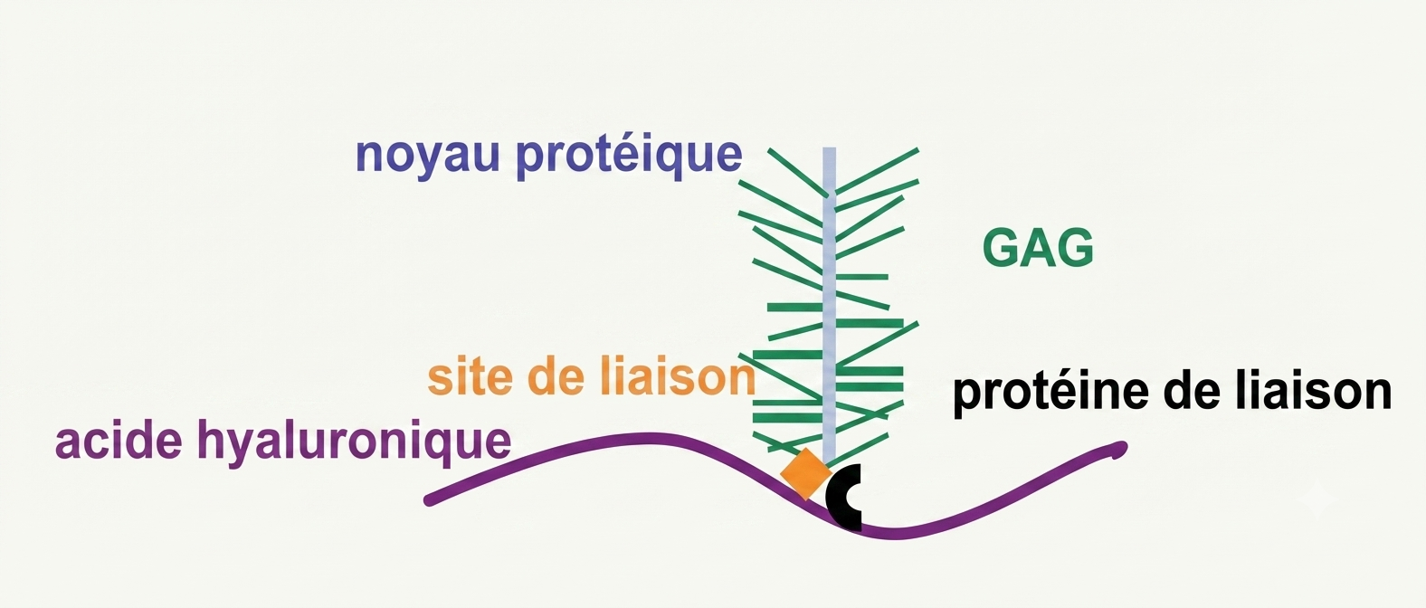 Structure d'un protéoglycane : axe d'acide hyaluronique, protéines de liaison et glycosaminoglycanes