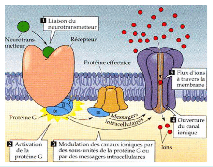 Récepteur couplé à une protéine G modulant les canaux ioniques par messagers intracellulaires