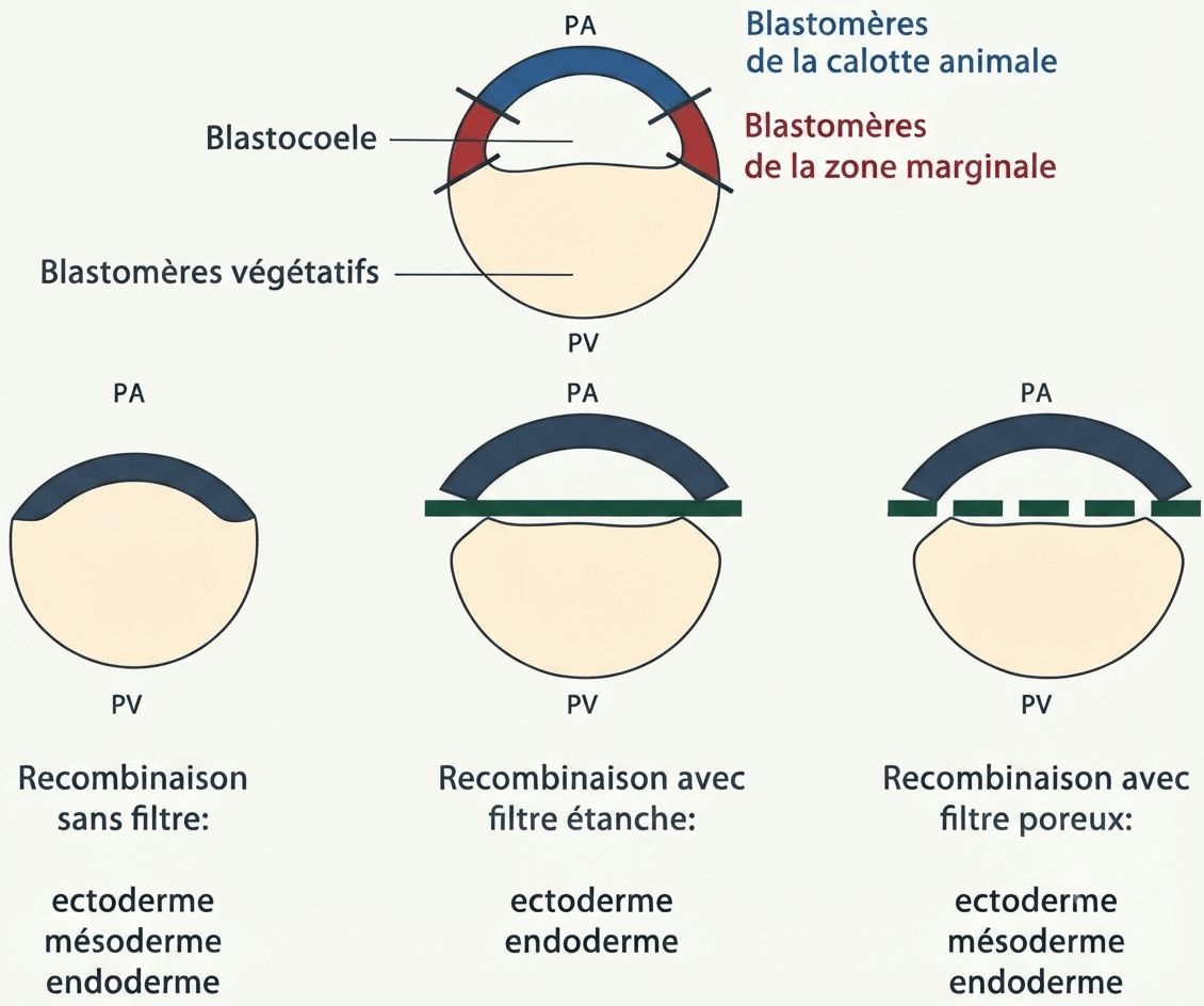 Expérience des filtres : filtre étanche (pas de mésoderme) vs filtre poreux (inducteur diffusible)