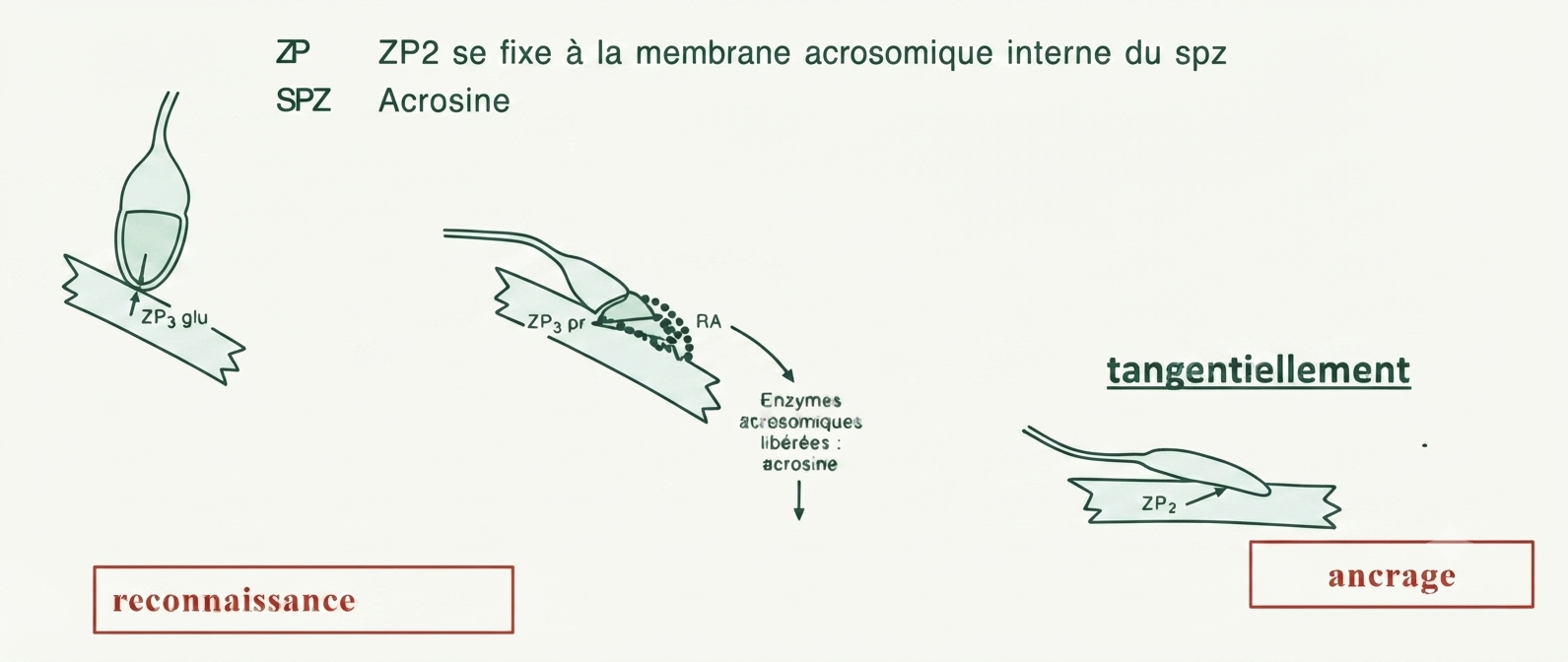 L'ancrage secondaire à ZP2 et la traversée de la zone pellucide par l'acrosine