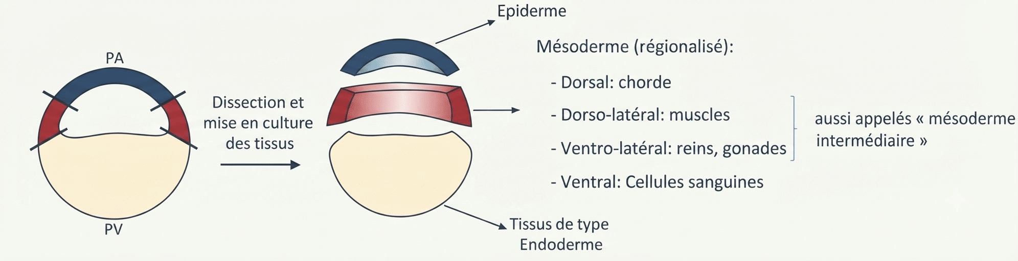 Régionalisation du mésoderme le long de l'axe dorso-ventral (gradient dorso-ventral)