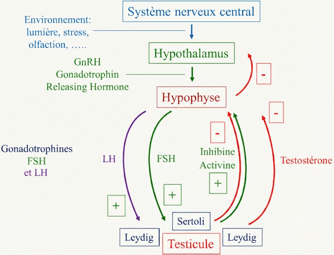 Axe hypothalamo-hypophyso-gonadique : GnRH, FSH sur Sertoli, LH sur Leydig, rétrocontrôles