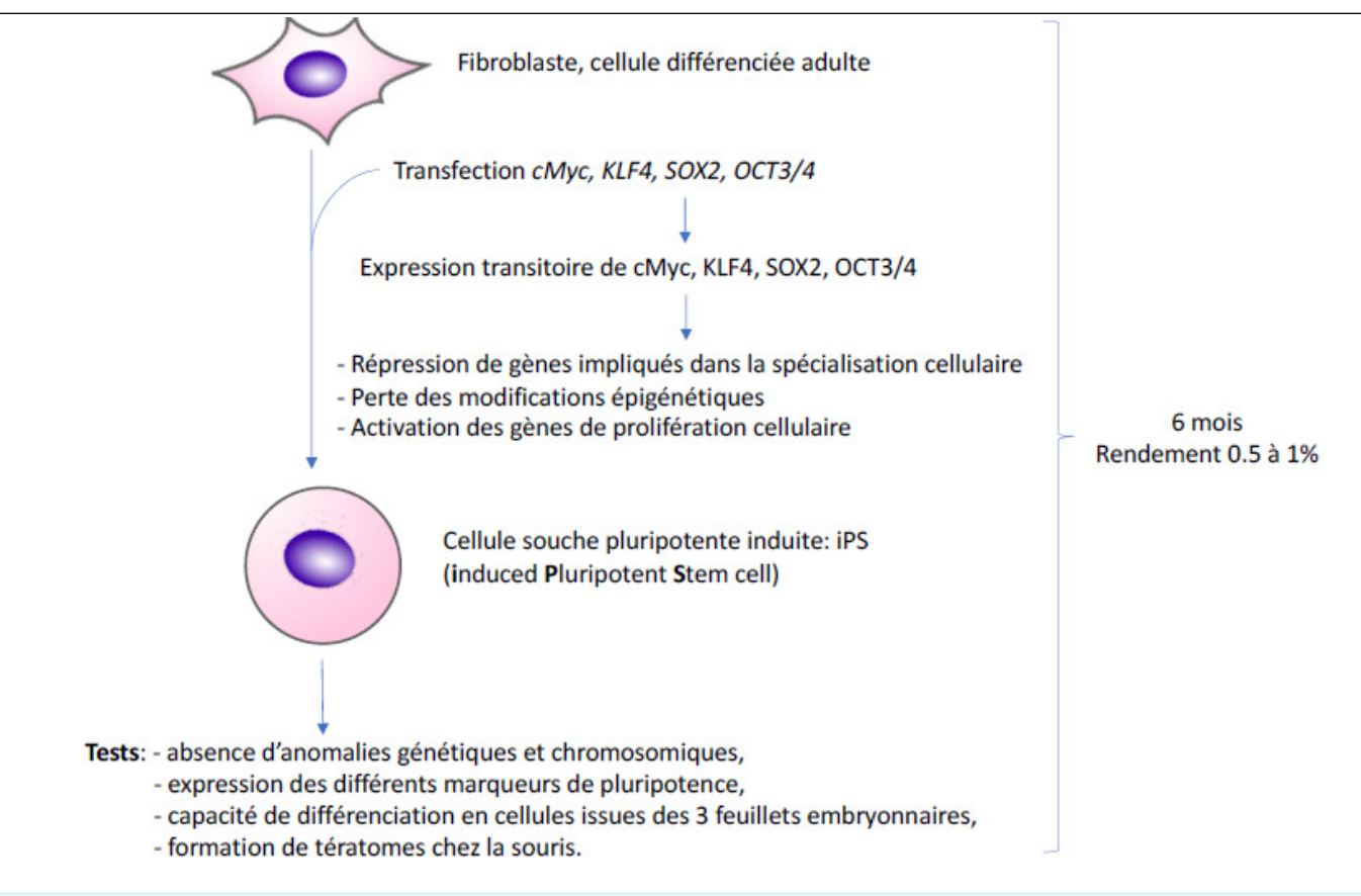 Les cellules iPS