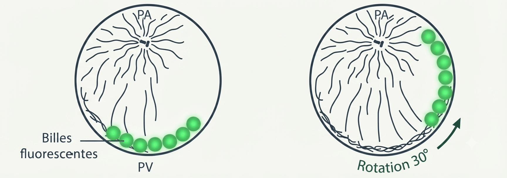 Expérience des billes fluorescentes : déplacement actif de 30° le long des microtubules du cortex végétatif