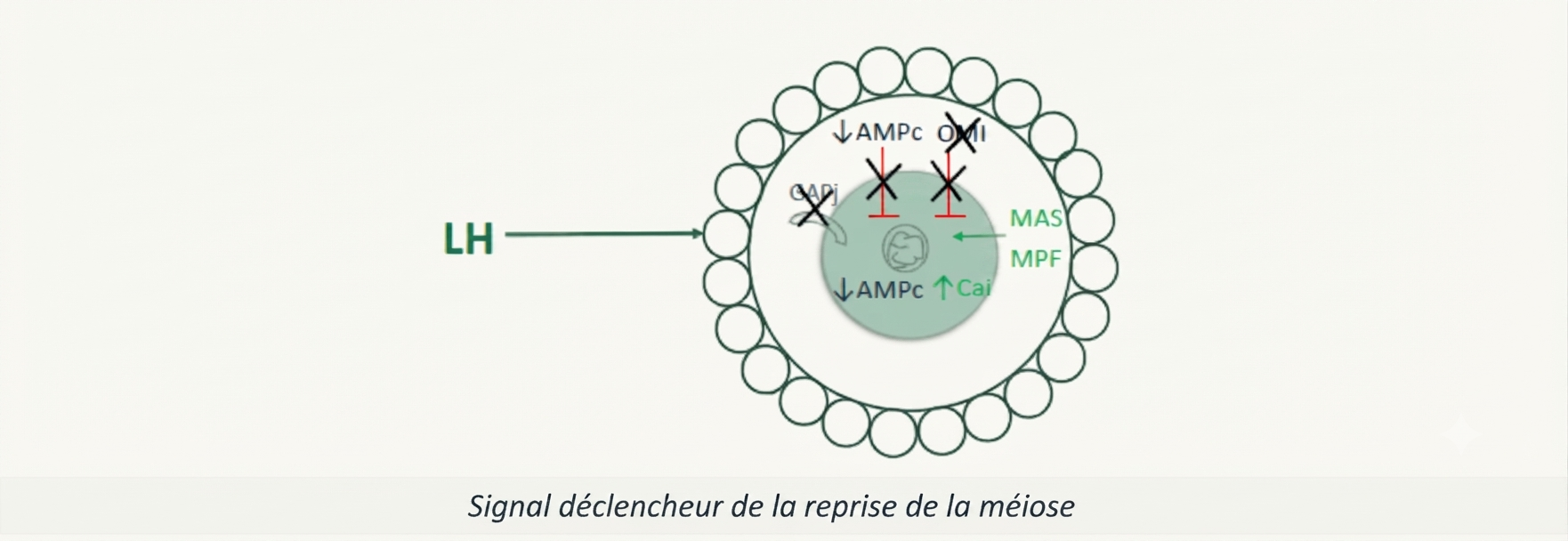 Le pic de LH, signal déclencheur de la reprise de la méiose ovocytaire