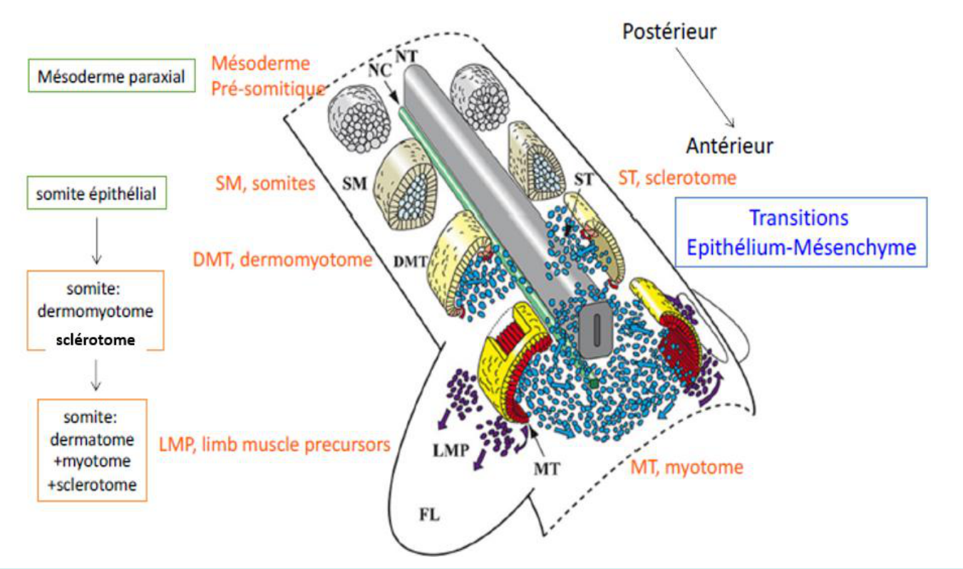 La somitogenèse