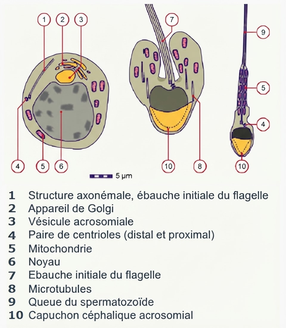 Structure d'un spermatozoïde : tête, col, pièce intermédiaire, principale et terminale