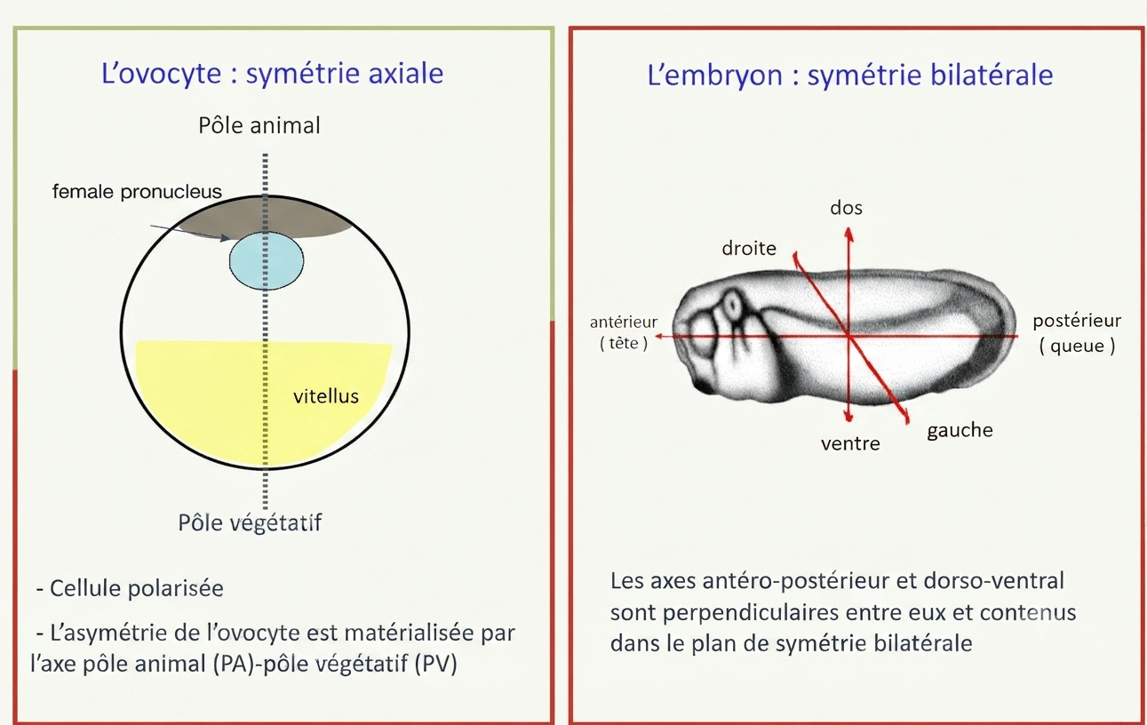 Passage de la symétrie axiale de l'ovocyte à la symétrie bilatérale de l'embryon