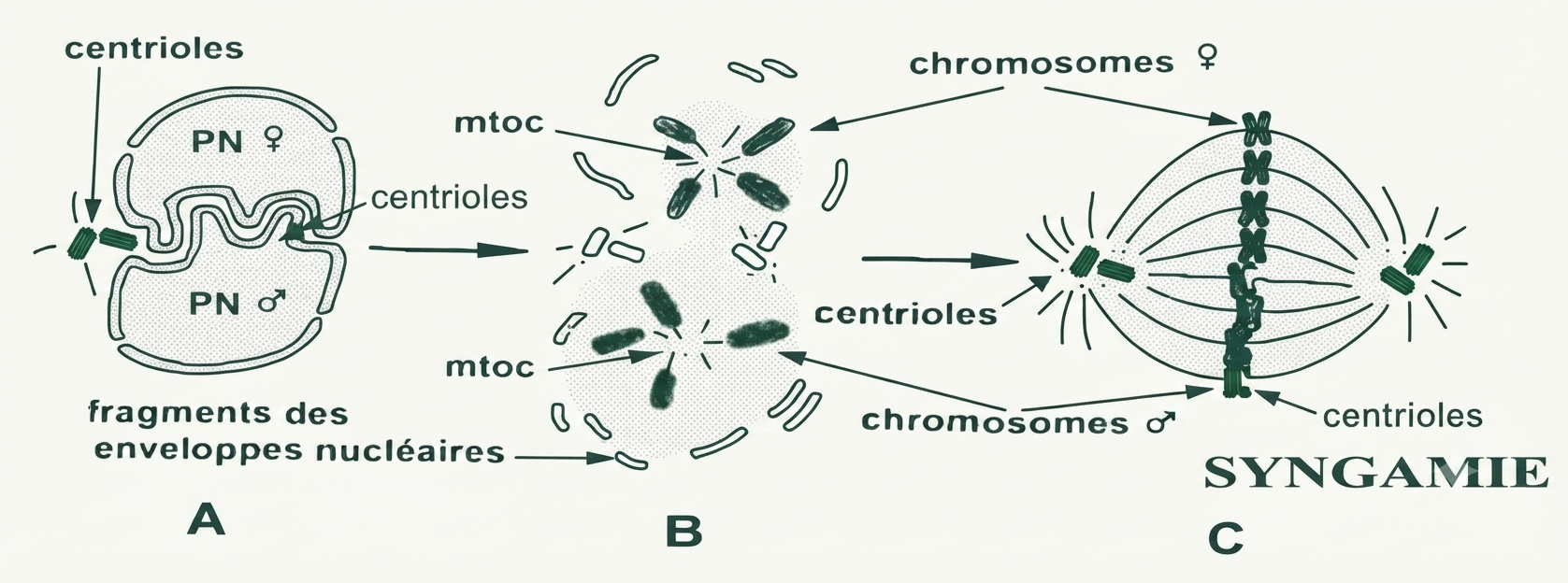 La syngamie : rassemblement des chromosomes parentaux sur le premier fuseau de division