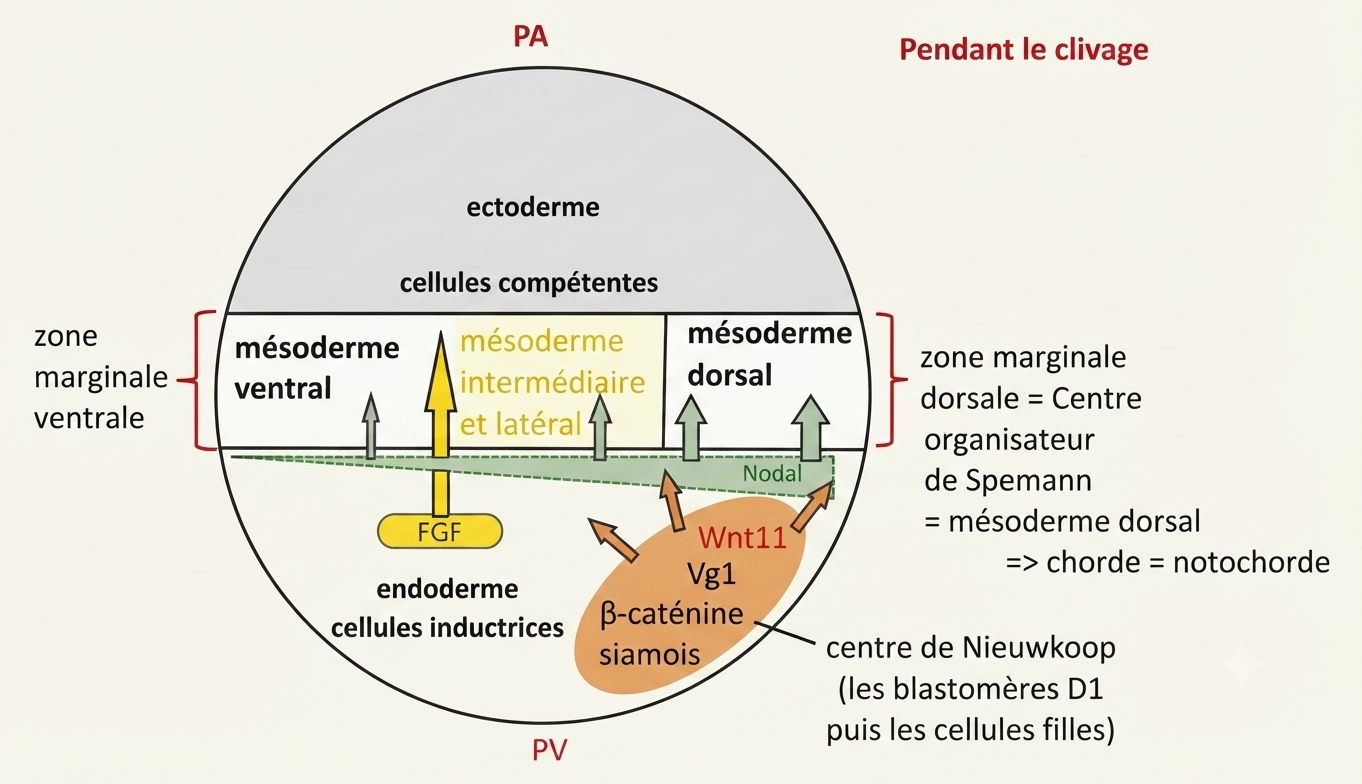 Expérience des marques colorées de Vogt : suivi des territoires ectodermique, mésodermique et endodermique au cours de la gastrulation