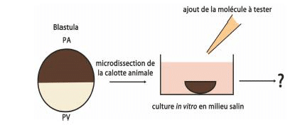 Test des molécules candidates sur calotte animale : induction de mésoderme