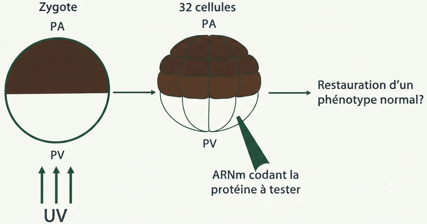 Test de restauration : embryon irradié aux UV puis injection d'ARNm de la molécule candidate