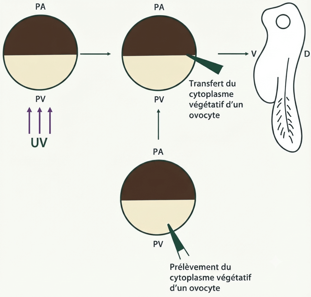 Sauvetage d'un embryon irradié aux UV par transfert latéral de cytoplasme végétatif d'un embryon normal