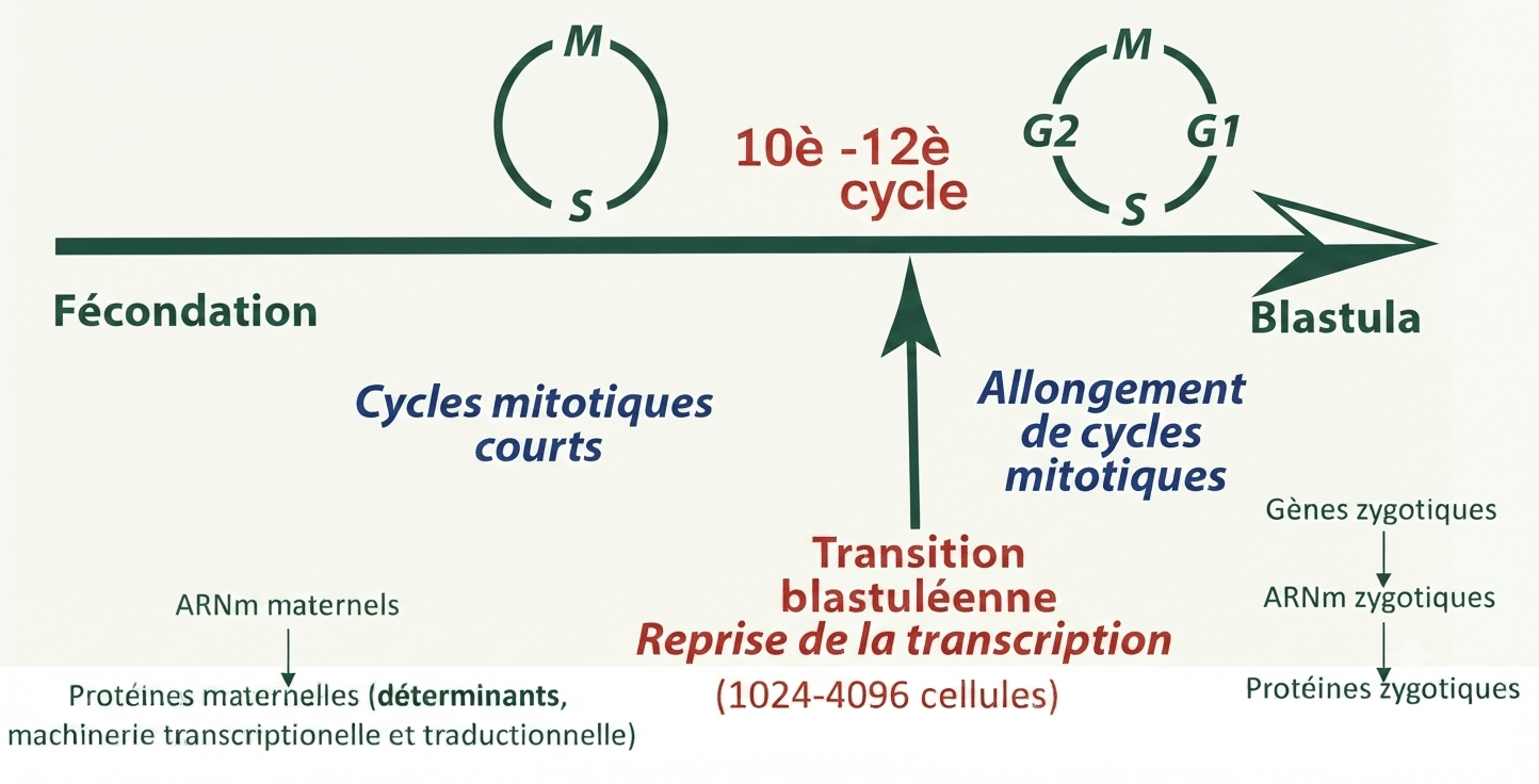 Transition blastuléenne : passage de cycles mitotiques synchrones et rapides à des divisions asynchrones