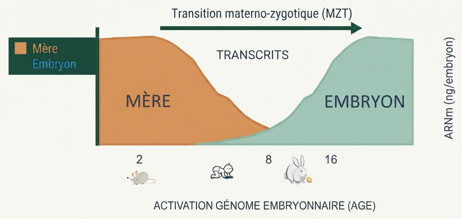 La transition materno-zygotique : passage du contrôle maternel au génome embryonnaire