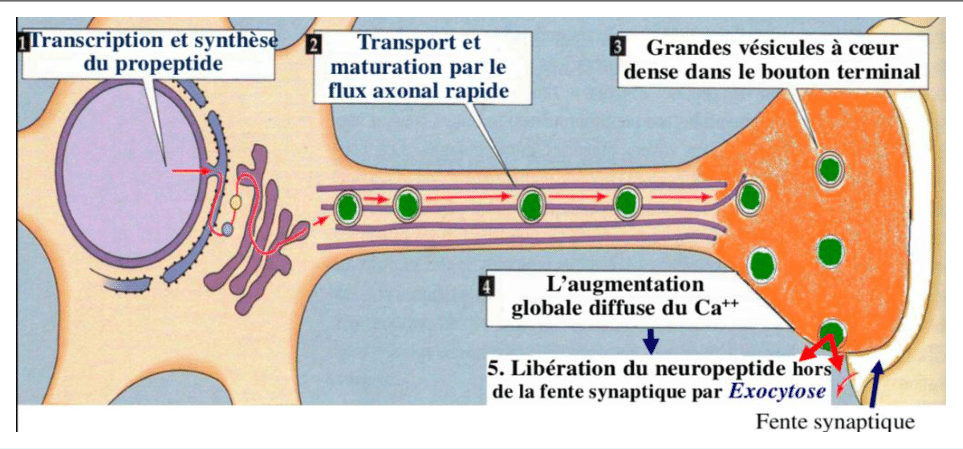 Synthèse, transport et libération d'un neuropeptide par grandes vésicules à cœur dense