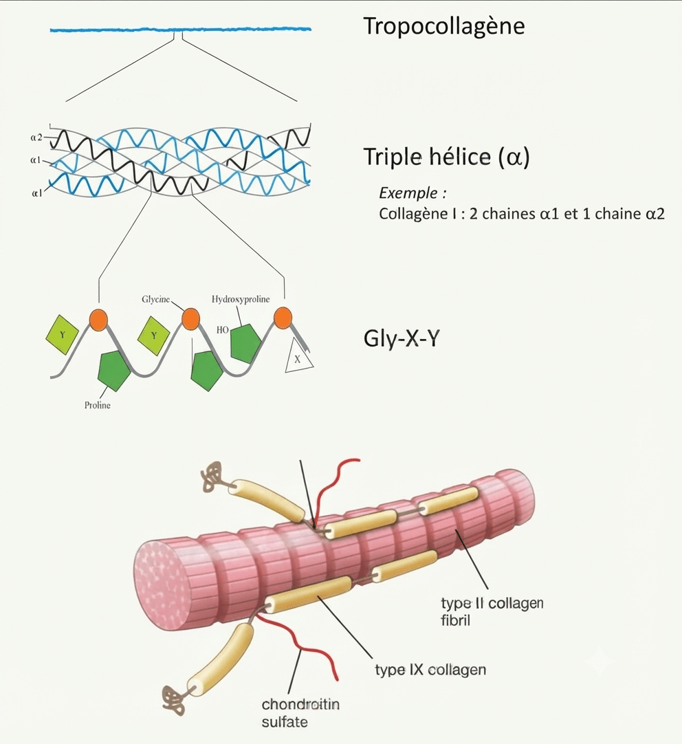 Structure du tropocollagène en triple hélice de chaînes alpha avec le motif Gly-X-Y