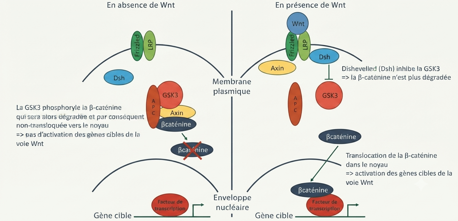 Voie Wnt/β-caténine canonique : sans Wnt la β-caténine est phosphorylée par GSK3 puis dégradée ; avec Wnt, Dishevelled inhibe GSK3 et la β-caténine gagne le noyau