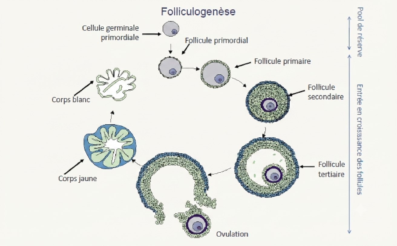 Vue d'ensemble de la folliculogenèse : les stades successifs du follicule
