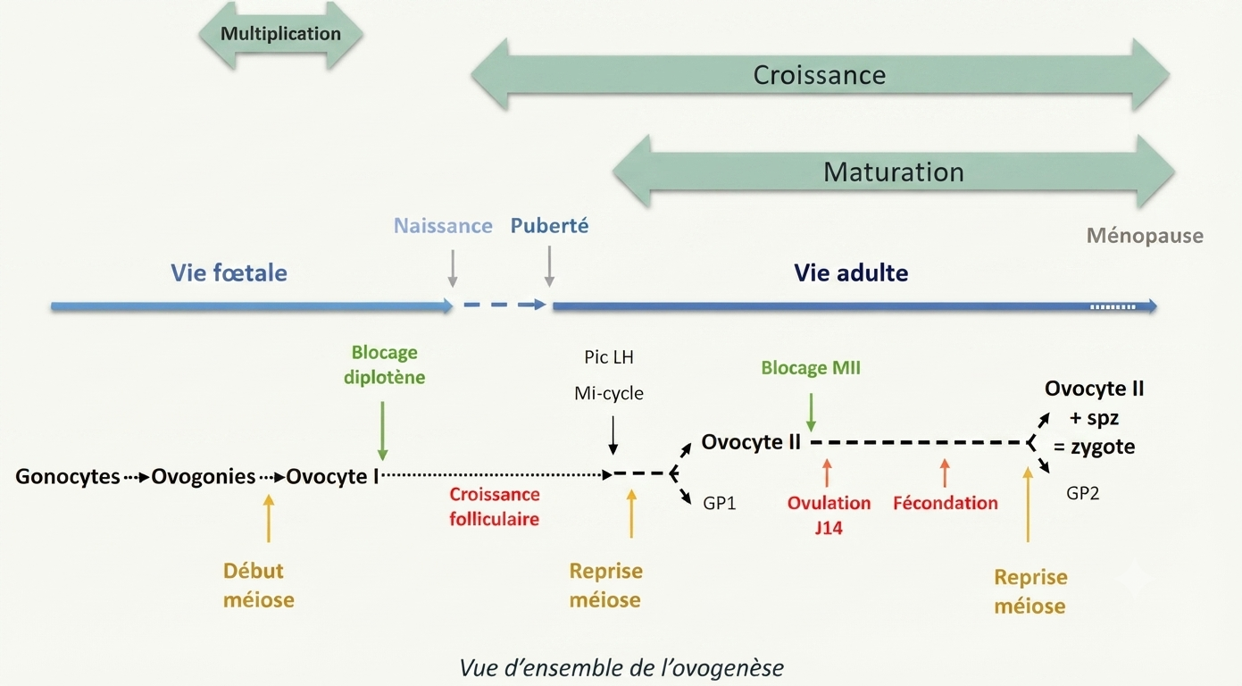 Vue d'ensemble de l'ovogenèse : phases et blocages méiotiques de la vie fœtale à la fécondation
