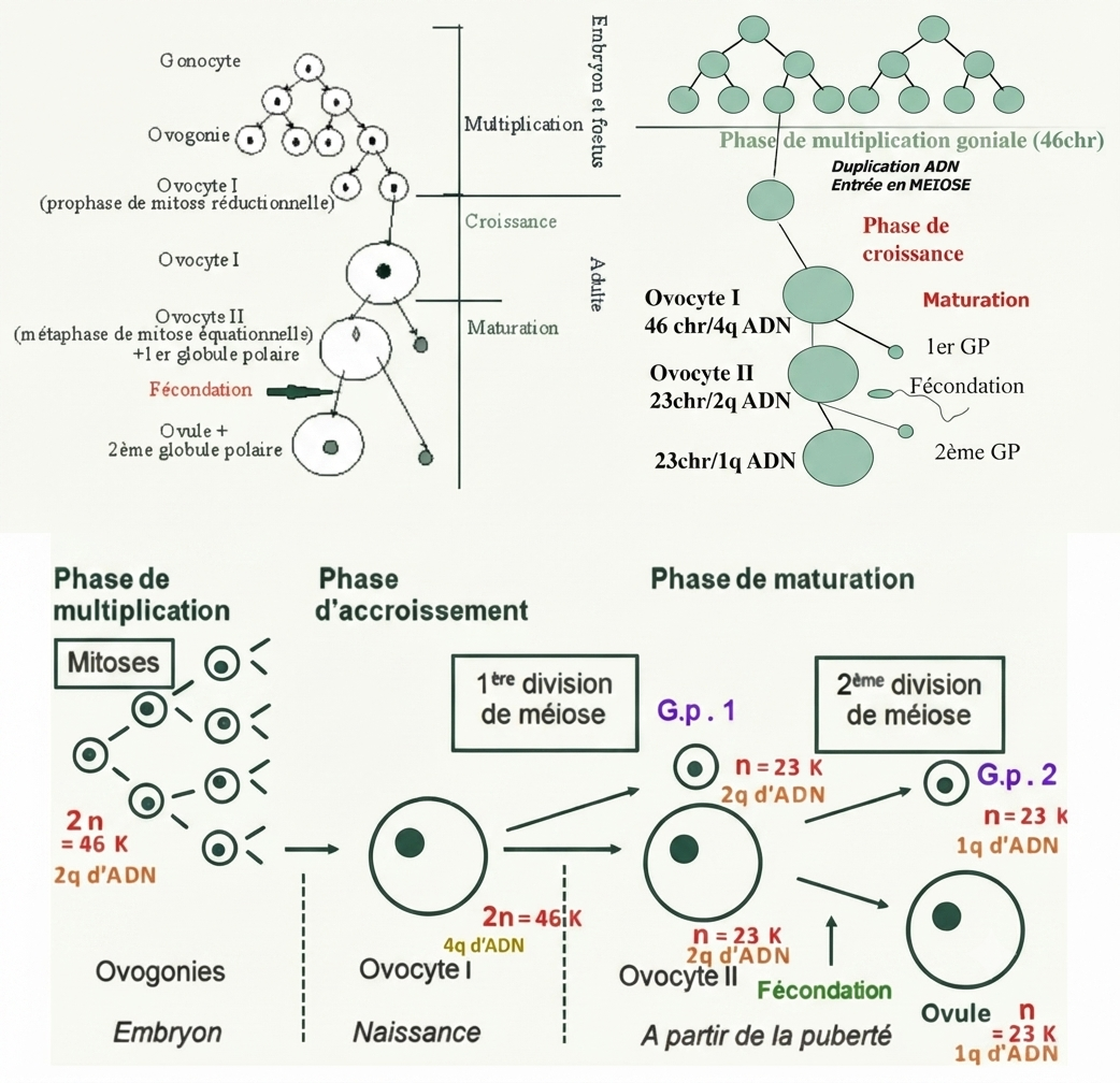 Vues générales de l'ovogenèse : phases successives et évolution de la quantité d'ADN