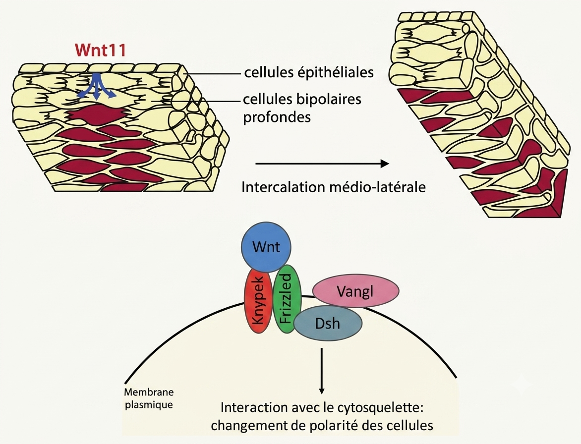 Voie Wnt/PCP : activation de Dishevelled et polarisation bipolaire des cellules permettant l'intercalation médio-latérale