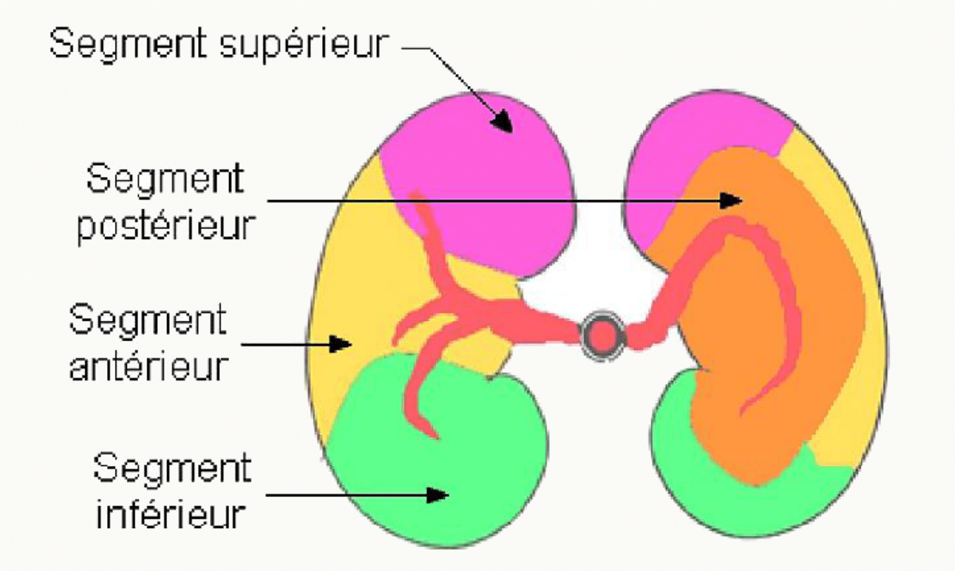 Segmentation artérielle du rein : segments supérieur, antérieur, postérieur et inférieur