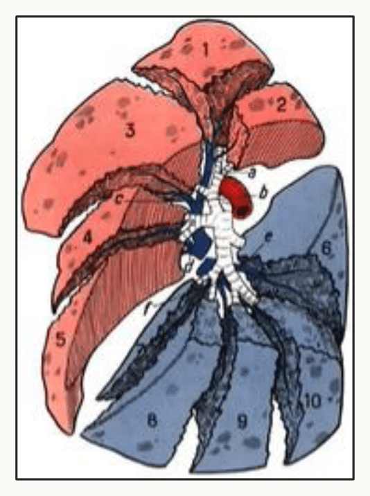 Segmentation pulmonaire droite et gauche, chaque segment coloré différemment