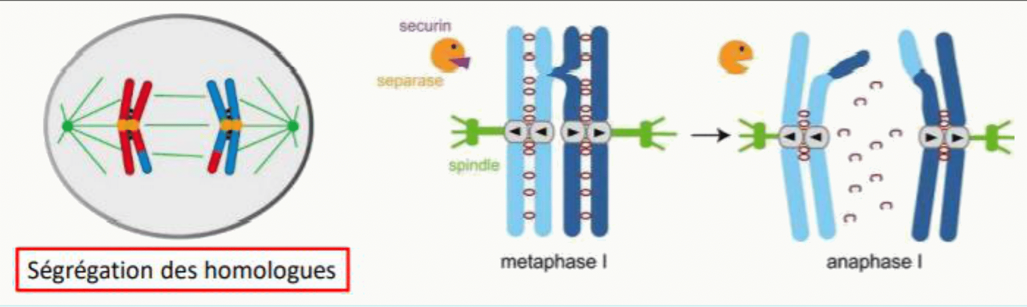 Ségrégation des chromosomes homologues entre la métaphase I et l'anaphase I
