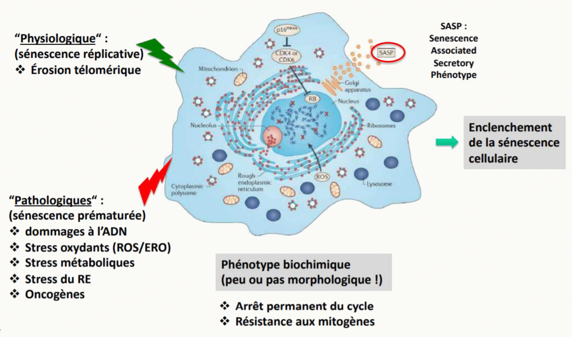 Sénescence réplicative par érosion télomérique et sénescence prématurée induite par les stress, avec le phénotype sécrétoire