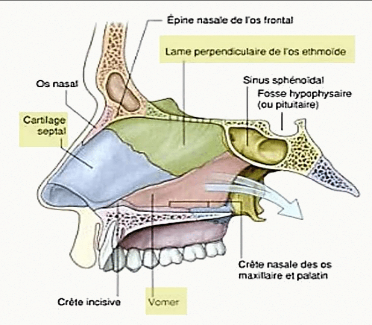 Septum nasal : lame perpendiculaire de l'ethmoïde, vomer et cartilage septal