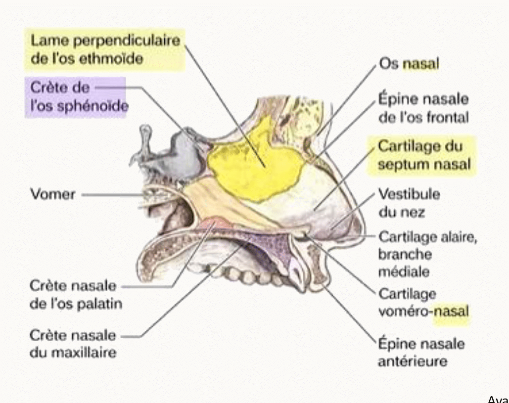 Septum nasal complet : vomer, lame perpendiculaire de l'ethmoïde et cartilage septal