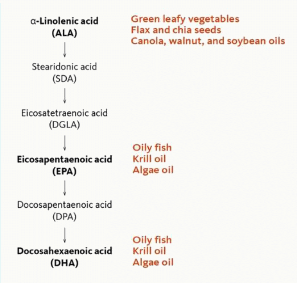 Série oméga-3 : de l'acide alpha-linolénique à l'EPA et au DHA